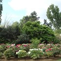 Paeonia collection parc floral